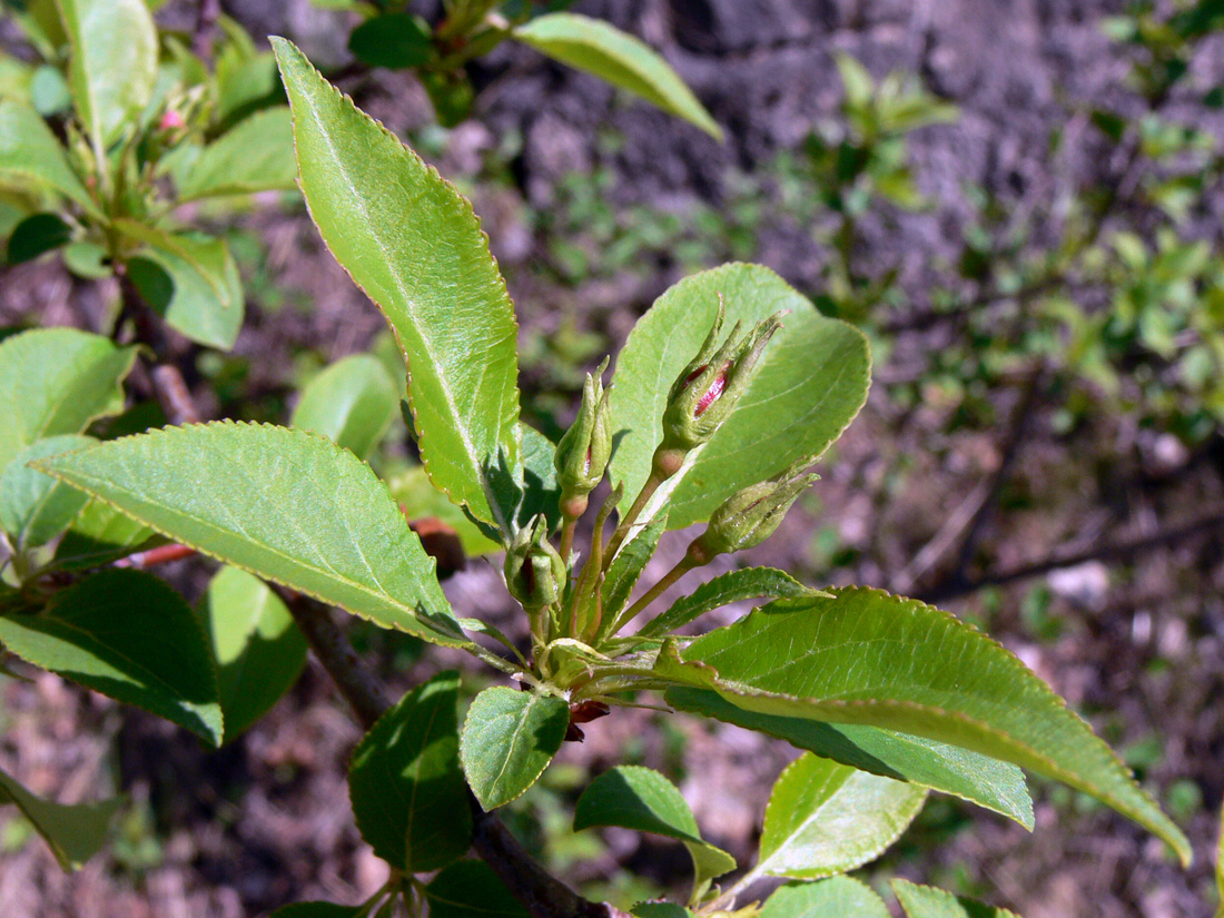 Image of genus Malus specimen.