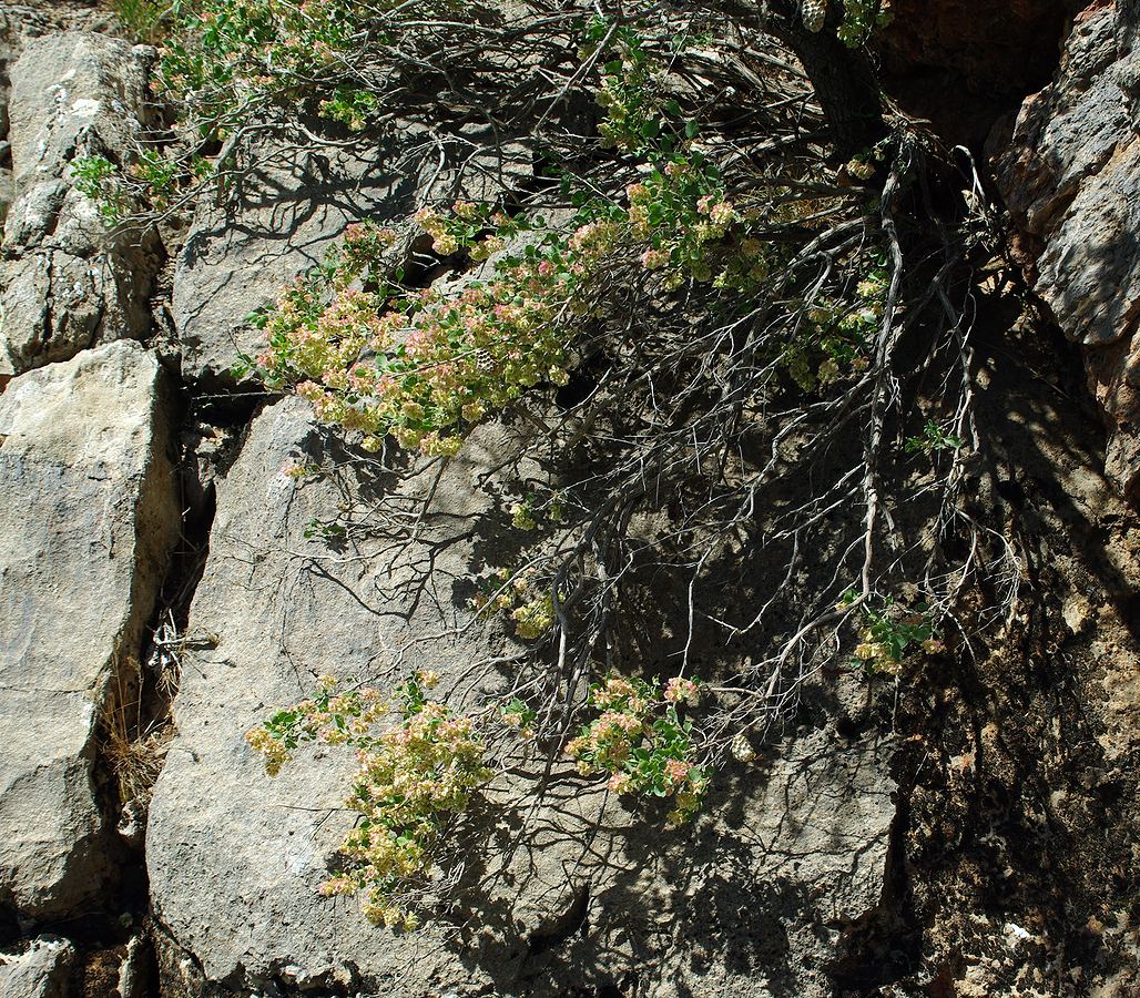 Image of Atraphaxis pyrifolia specimen.