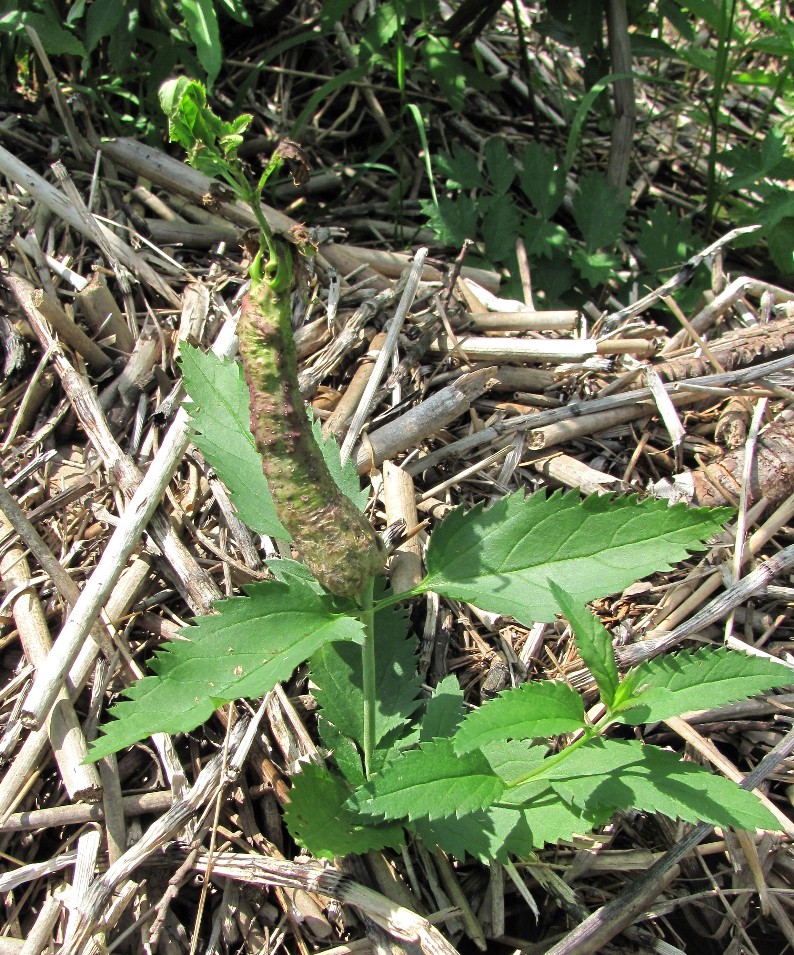 Image of Veronica longifolia specimen.