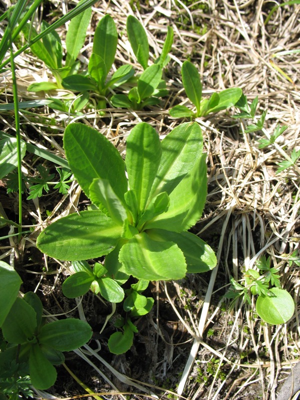 Image of Primula auriculata specimen.