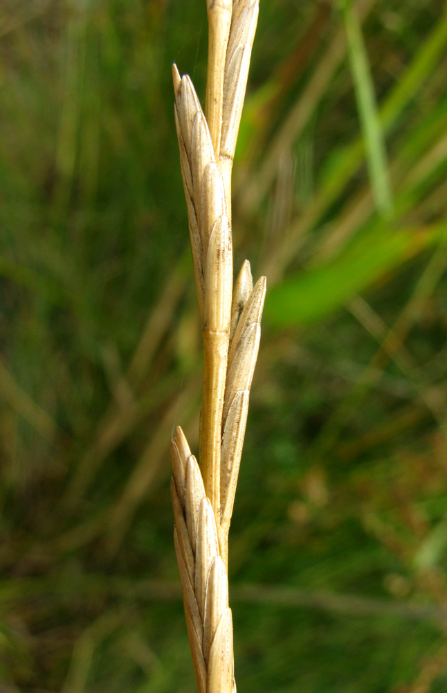 Изображение особи Elytrigia obtusiflora.