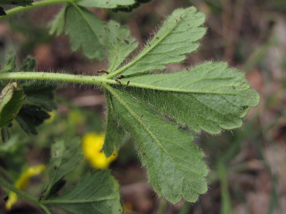 Image of Potentilla depressa specimen.