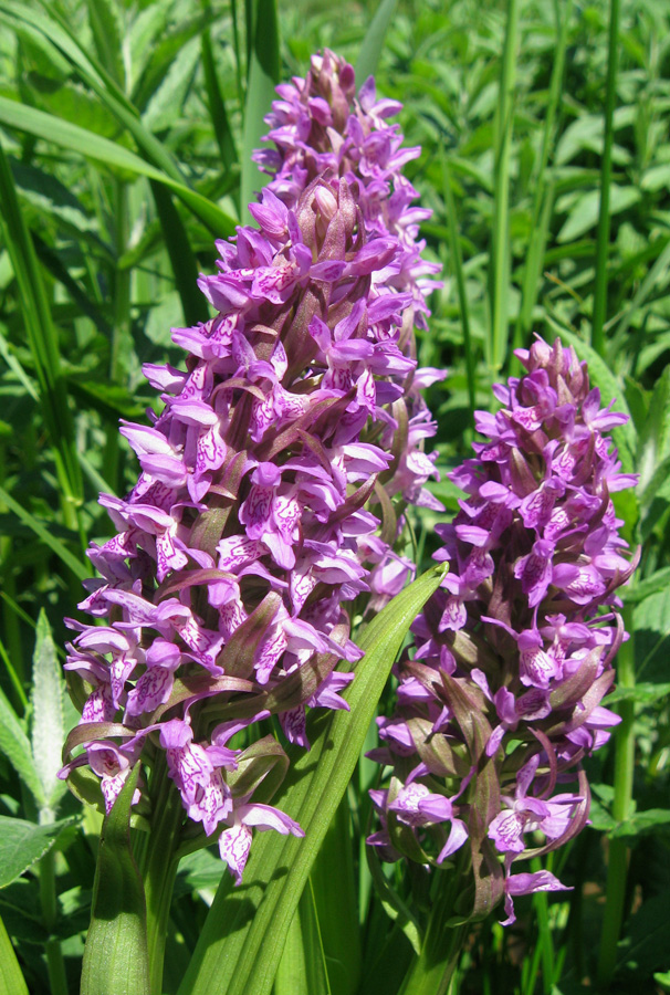 Image of Dactylorhiza incarnata specimen.