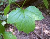 Viburnum opulus