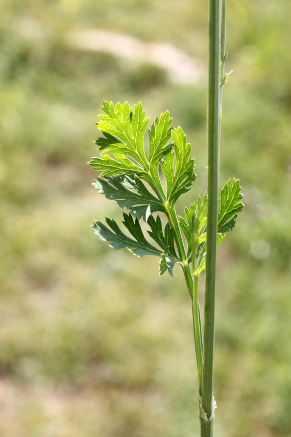 Изображение особи Aulacospermum simplex.