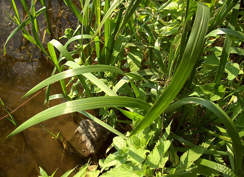 Image of Glyceria maxima specimen.