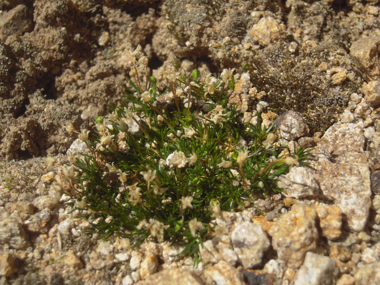 Image of Sagina saginoides specimen.