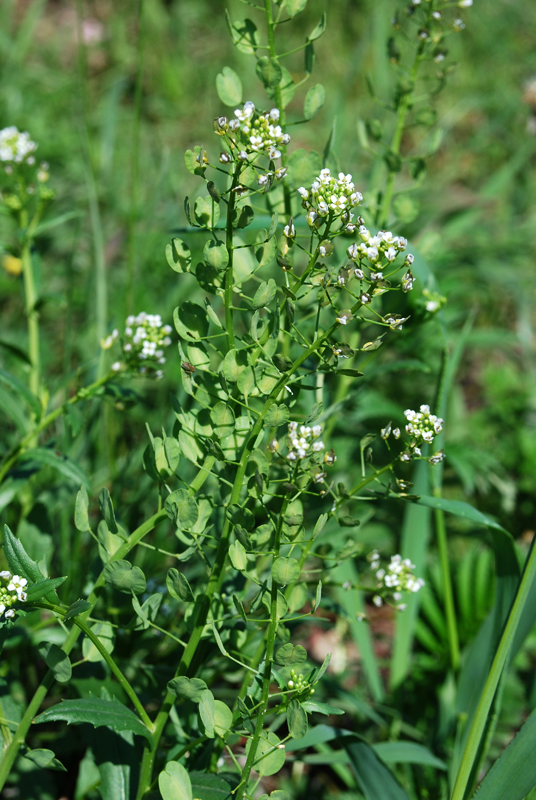 Image of Thlaspi arvense specimen.