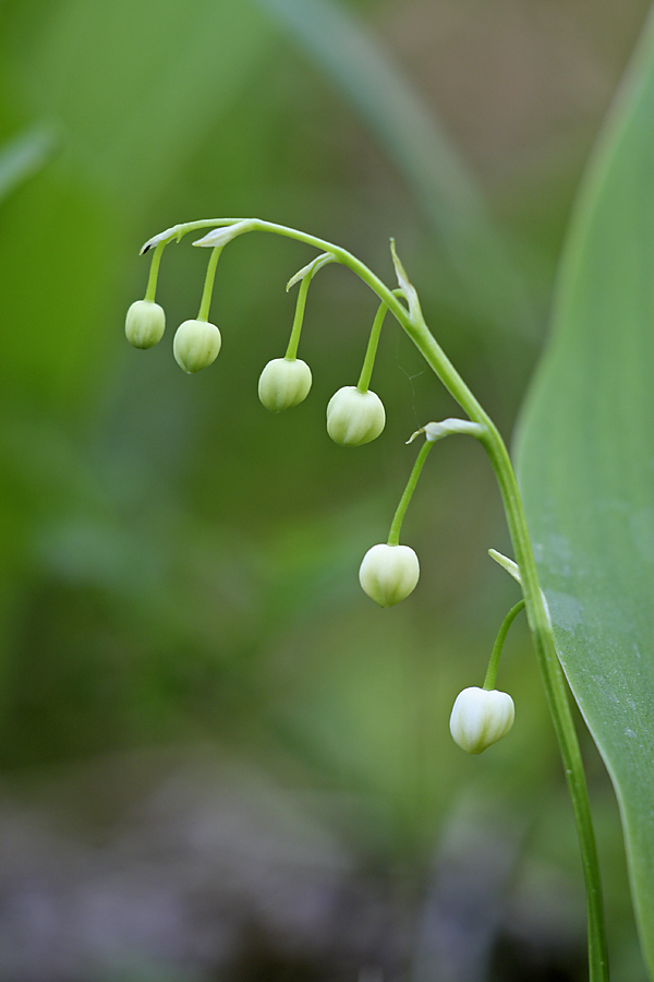 Image of Convallaria majalis specimen.