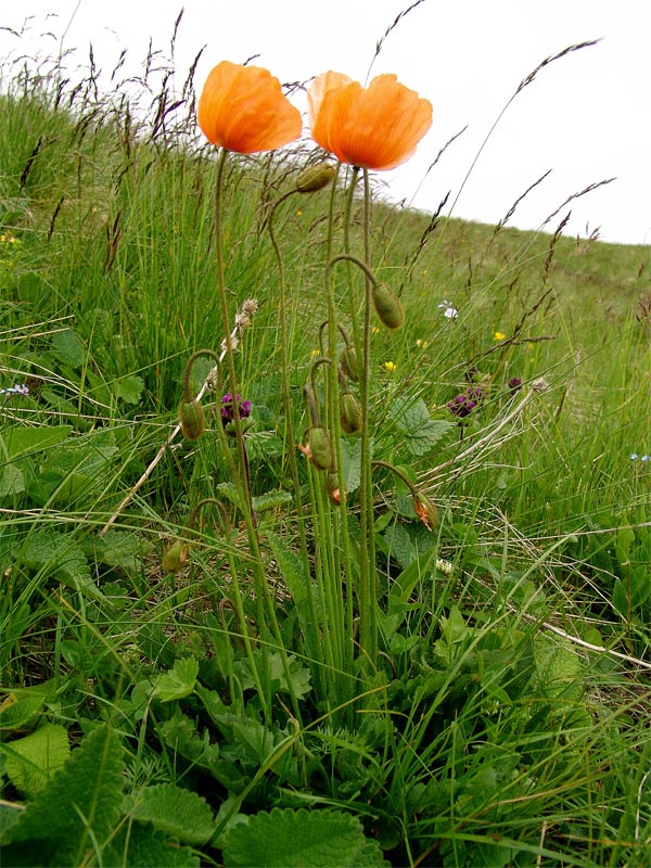 Image of Papaver lisae specimen.