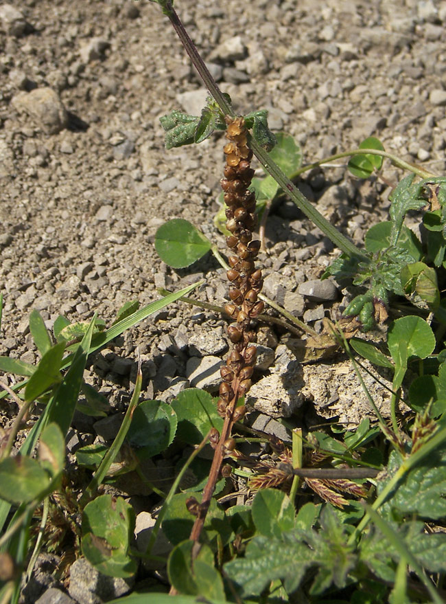 Image of Plantago media specimen.