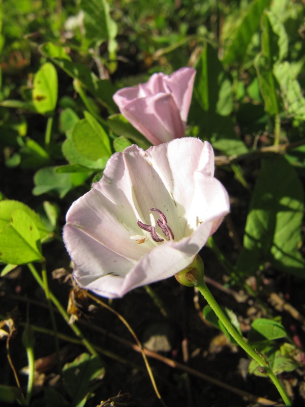 Изображение особи Convolvulus arvensis.