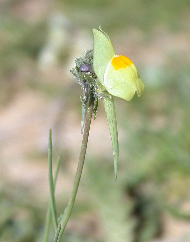 Image of Linaria haelava specimen.