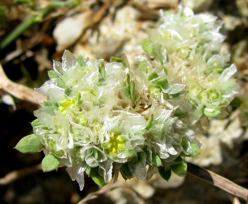 Image of Paronychia capitata specimen.