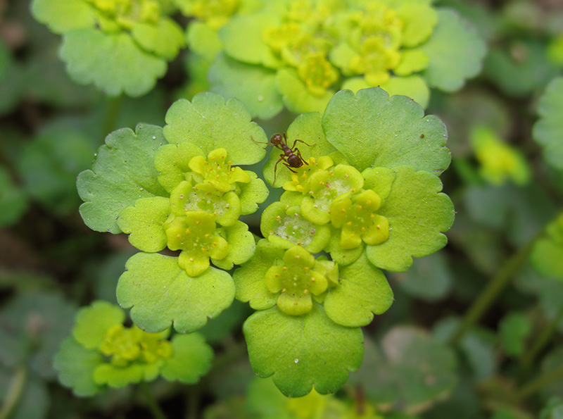 Изображение особи Chrysosplenium alternifolium.