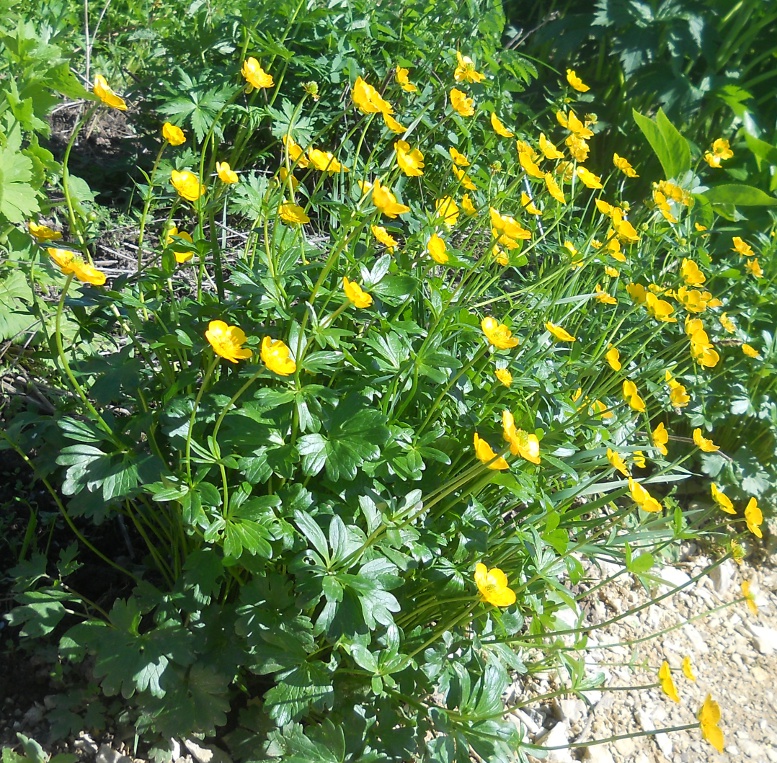 Image of Ranunculus montanus specimen.