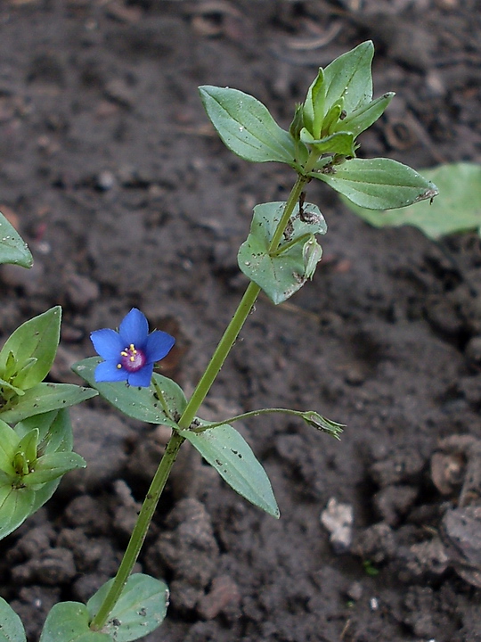 Изображение особи Anagallis arvensis.