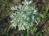 Artemisia absinthium. Верхушка растения с листьями. Чувашия, Козловский р-н, правый берег Волги. 7 октября 2011 г.