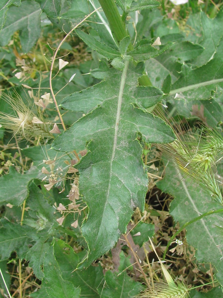 Изображение особи Cirsium arvense.