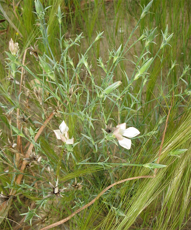 Image of Dianthus monadelphus specimen.