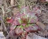 genus Oenothera. Перезимовавшее растение. Украина, г. Запорожье, о-в Хортица. 16.03.2013.