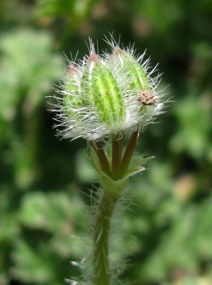 Изображение особи Erodium cicutarium.