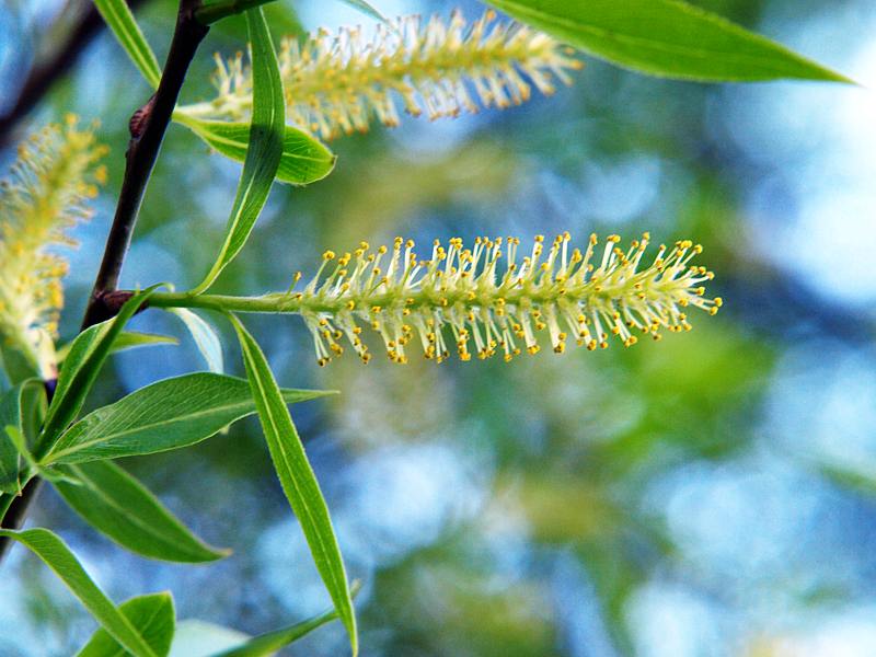 Image of Salix fragilis var. sphaerica specimen.