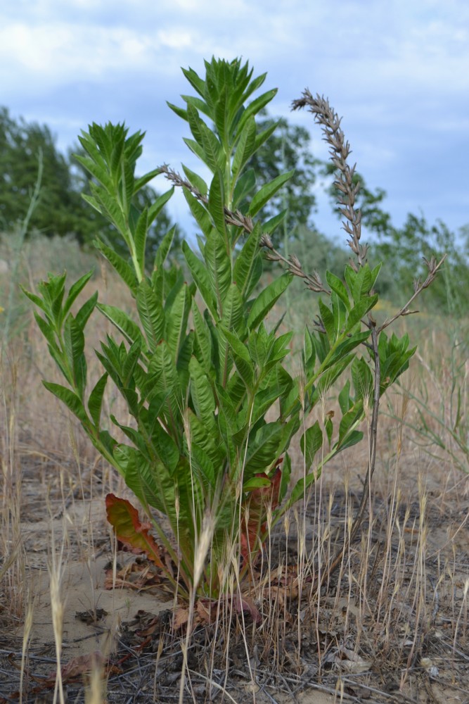 Изображение особи род Oenothera.