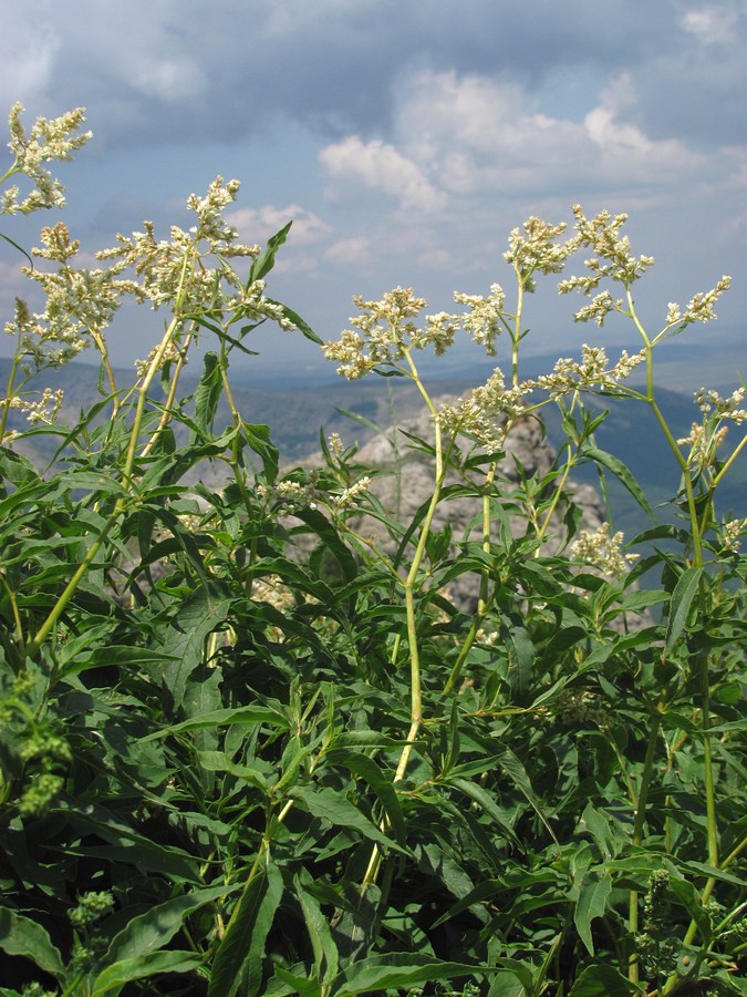 Image of Aconogonon alpinum specimen.