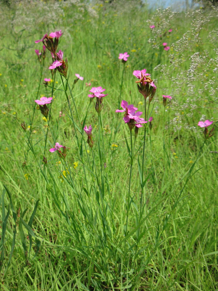 Изображение особи Dianthus borbasii.