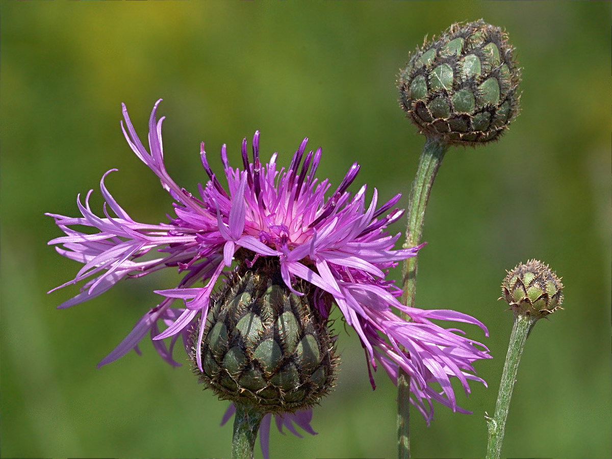 Изображение особи Centaurea scabiosa.