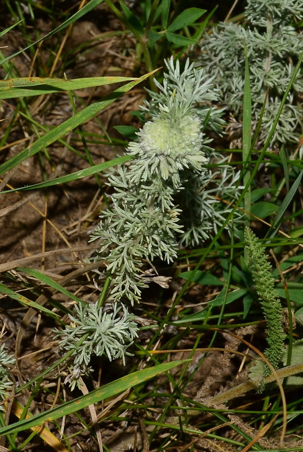 Image of Artemisia austriaca specimen.