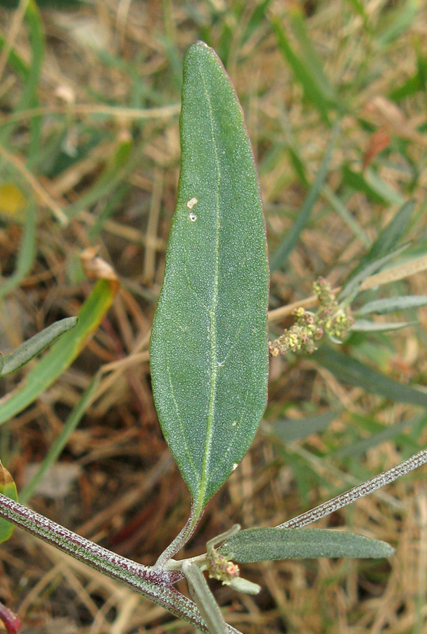 Изображение особи Atriplex oblongifolia.