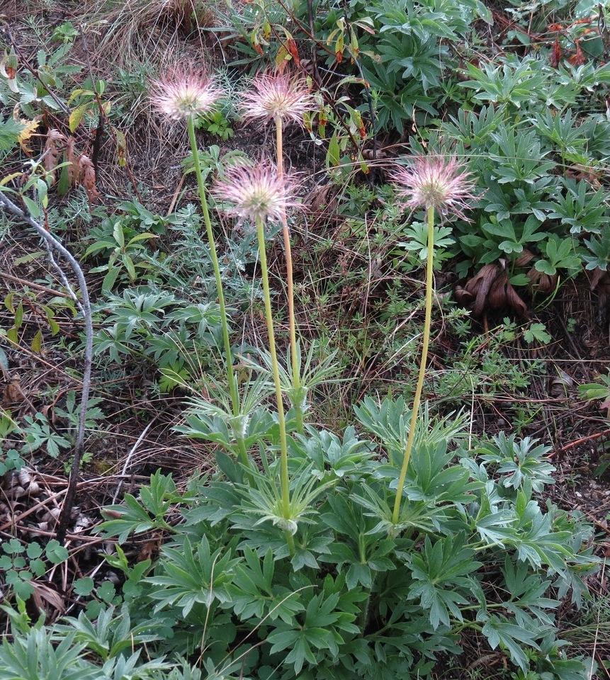 Image of Pulsatilla patens specimen.