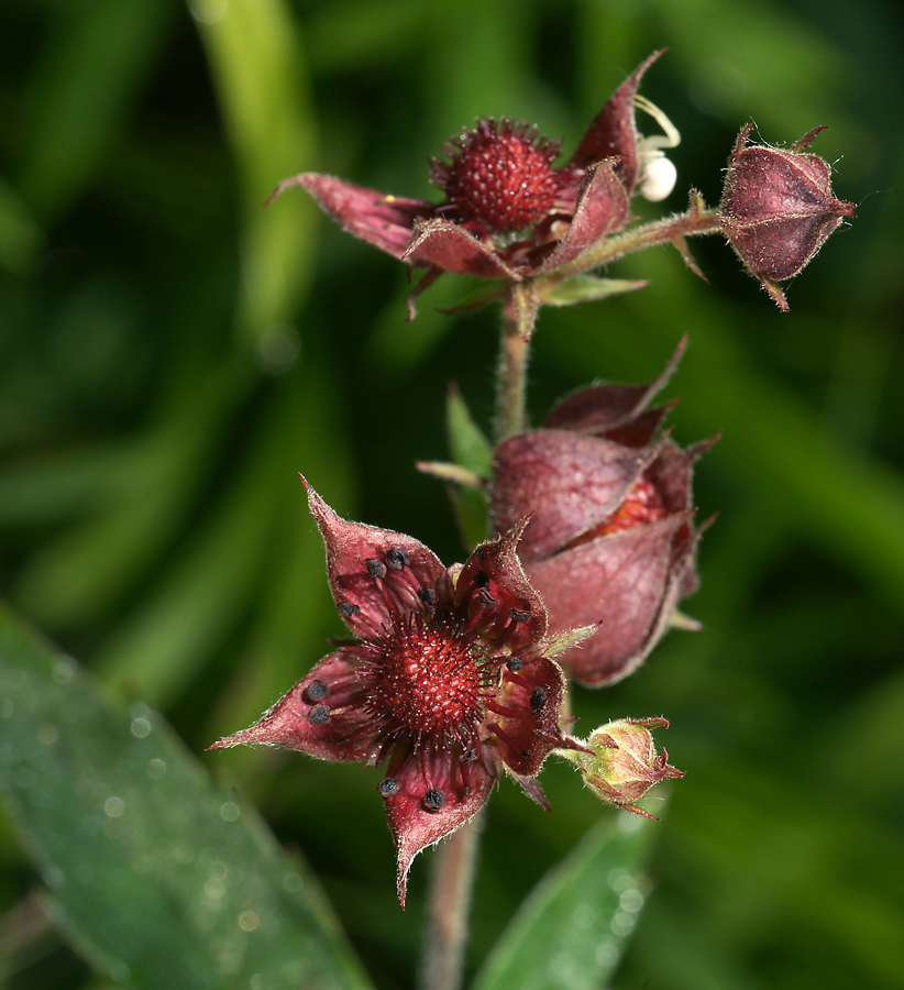 Image of Comarum palustre specimen.