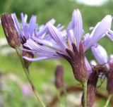 Lactuca sibirica. Соцветия. Окр. Архангельска, мусорное место. 15.07.2012.