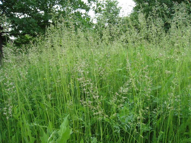 Image of genus Poa specimen.