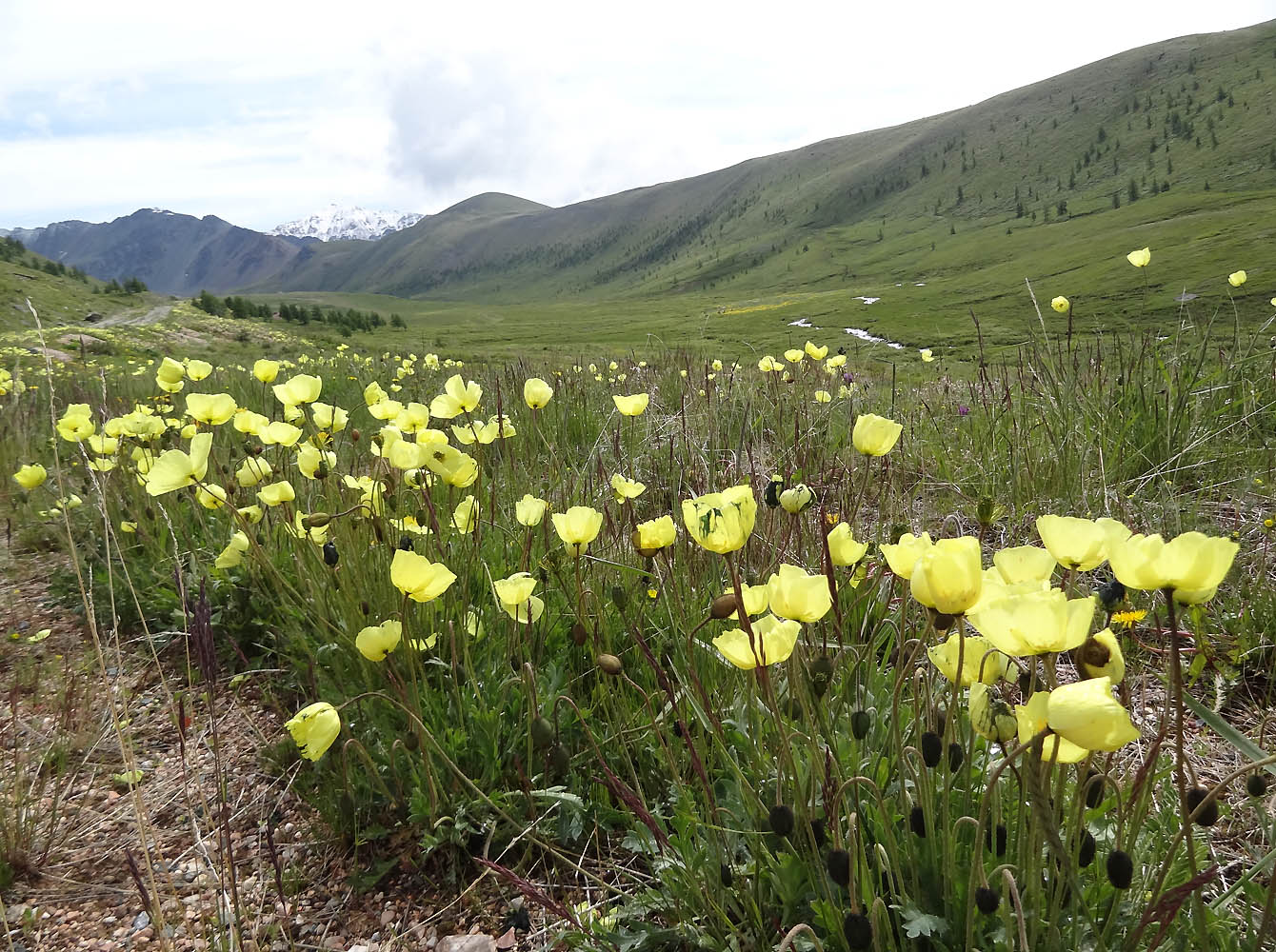 Изображение особи род Papaver.