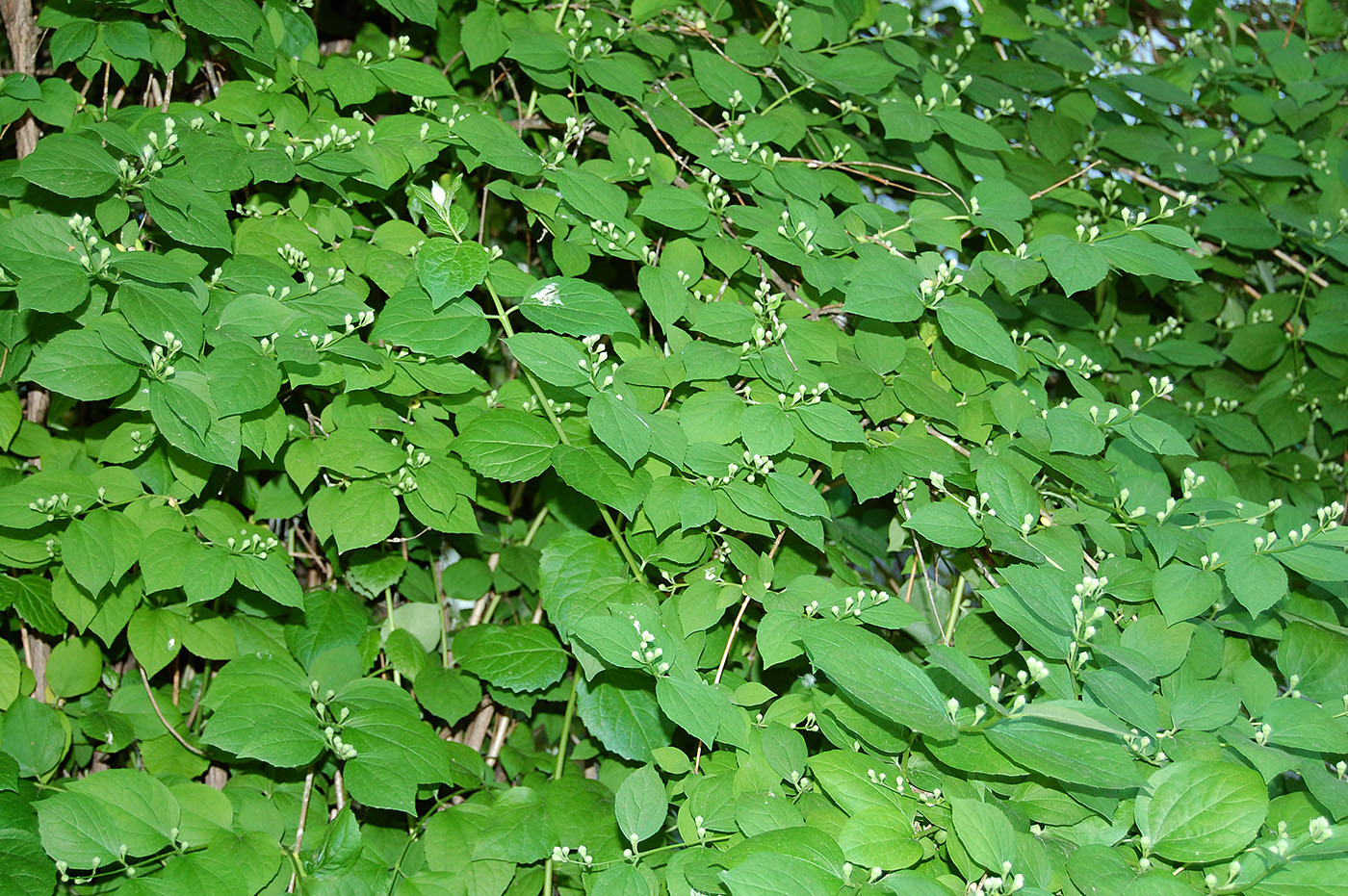 Image of genus Philadelphus specimen.