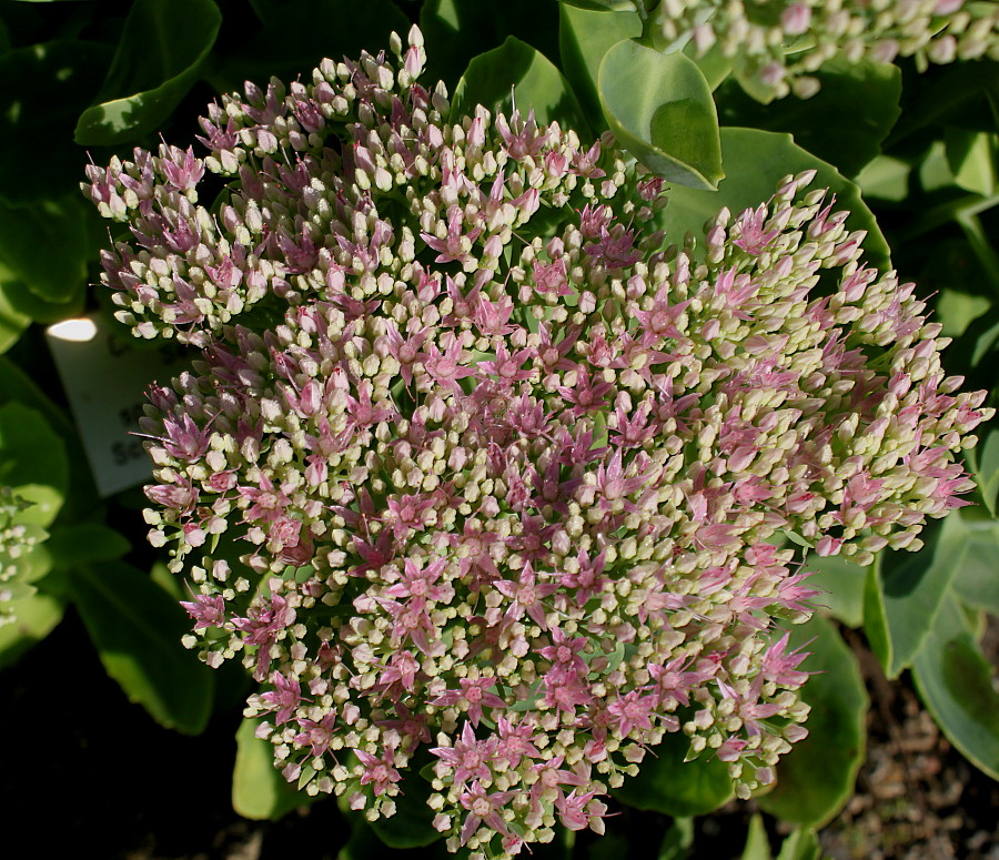 Image of Hylotelephium spectabile specimen.