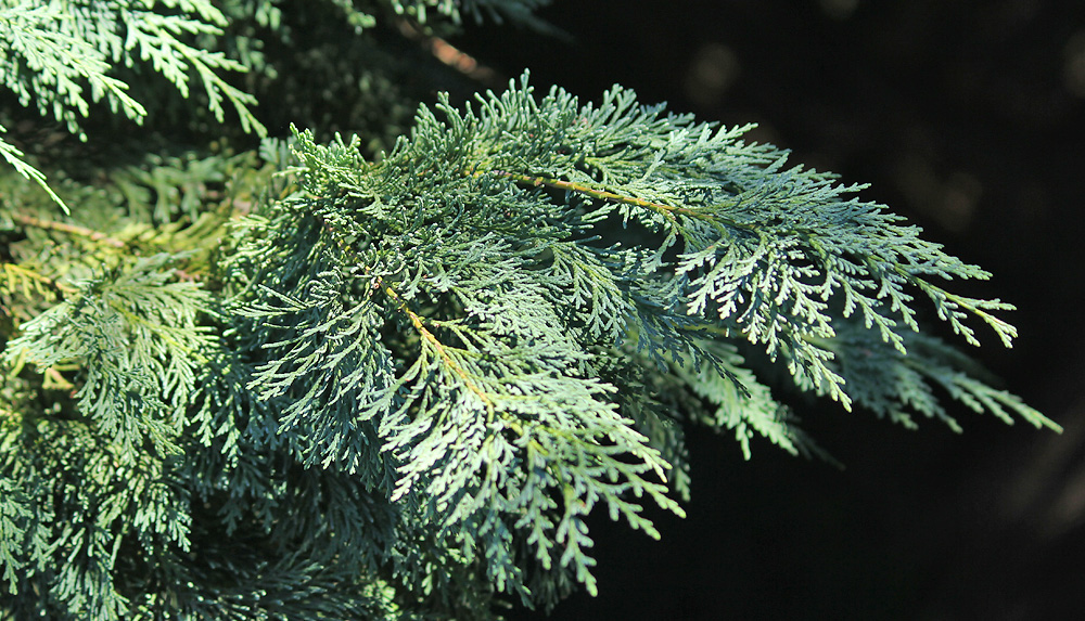 Image of Calocedrus decurrens specimen.