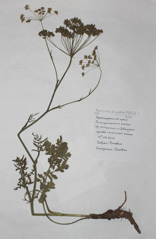 Image of Pastinaca pimpinellifolia specimen.