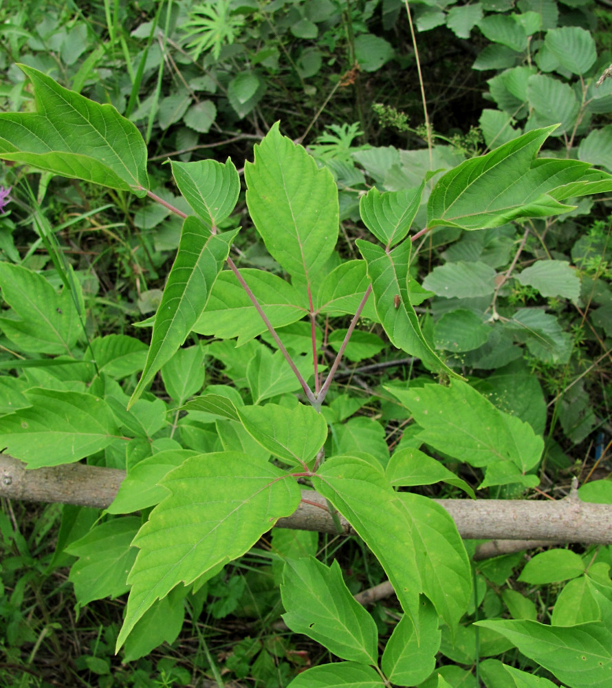 Image of Acer negundo specimen.