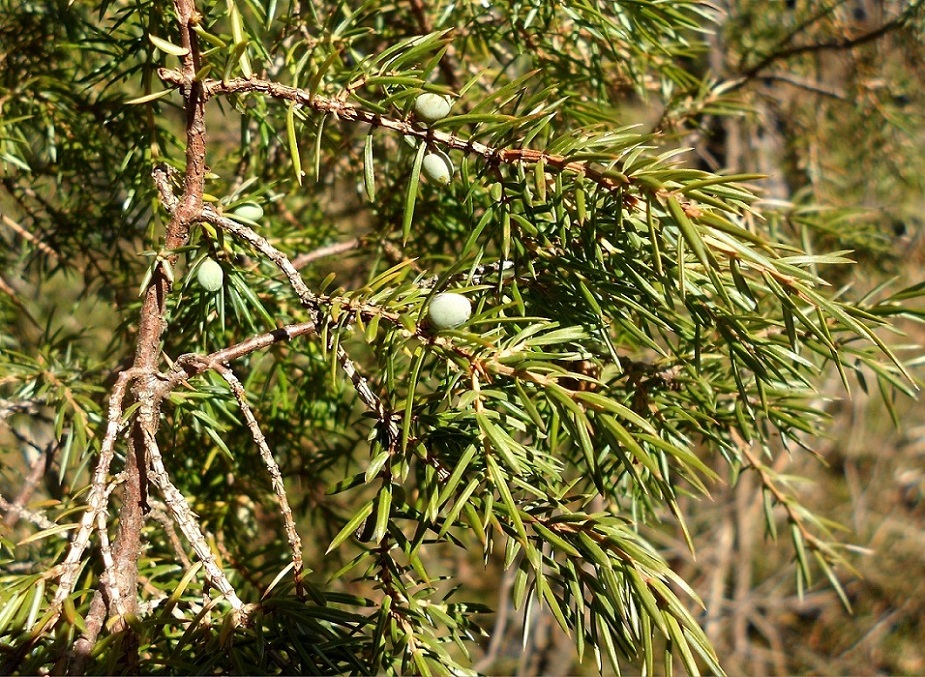 Image of Juniperus communis specimen.