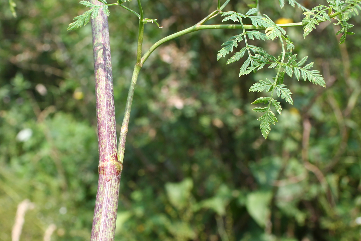 Изображение особи Conium maculatum.