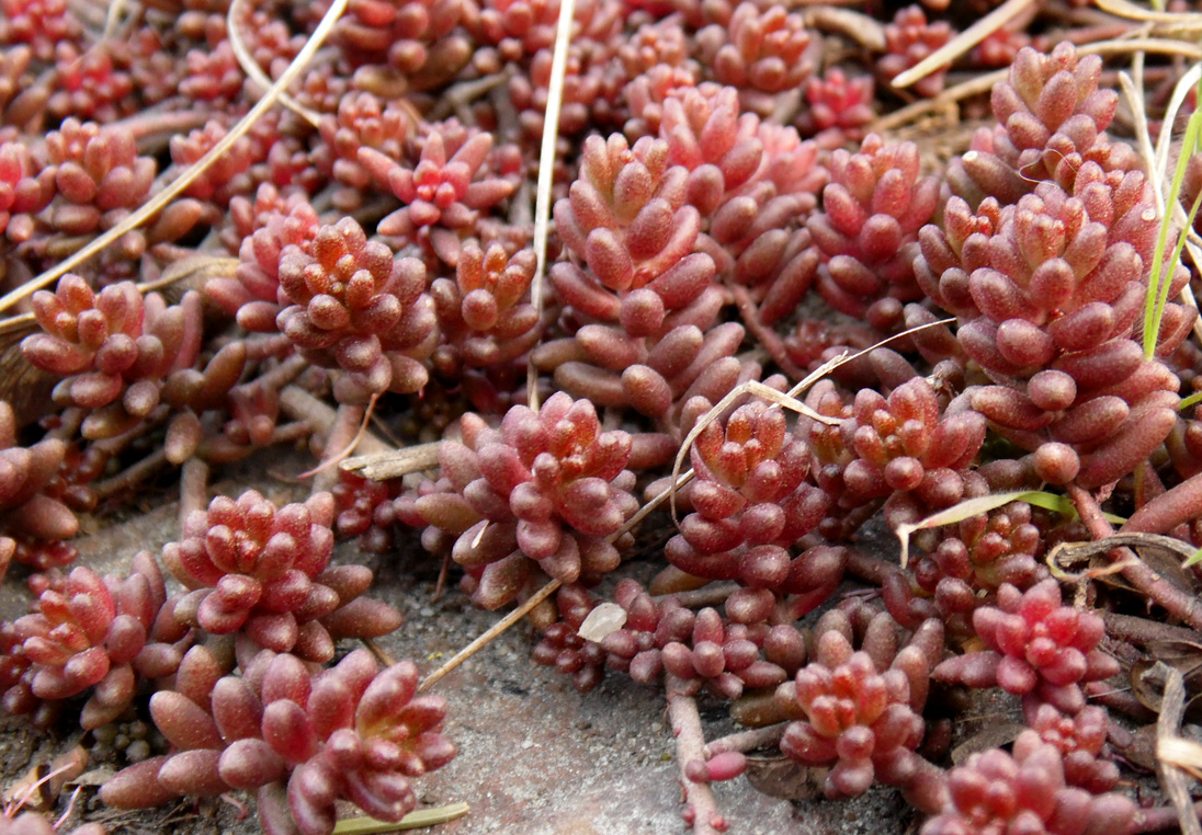 Image of Sedum album specimen.