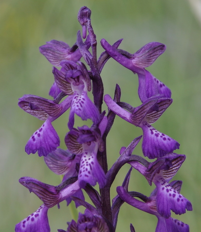 Image of Anacamptis morio ssp. caucasica specimen.