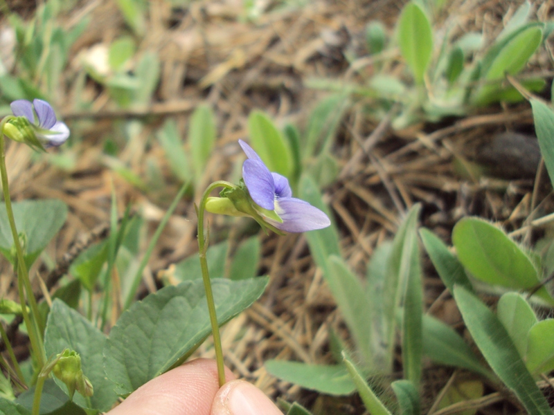 Image of Viola canina specimen.