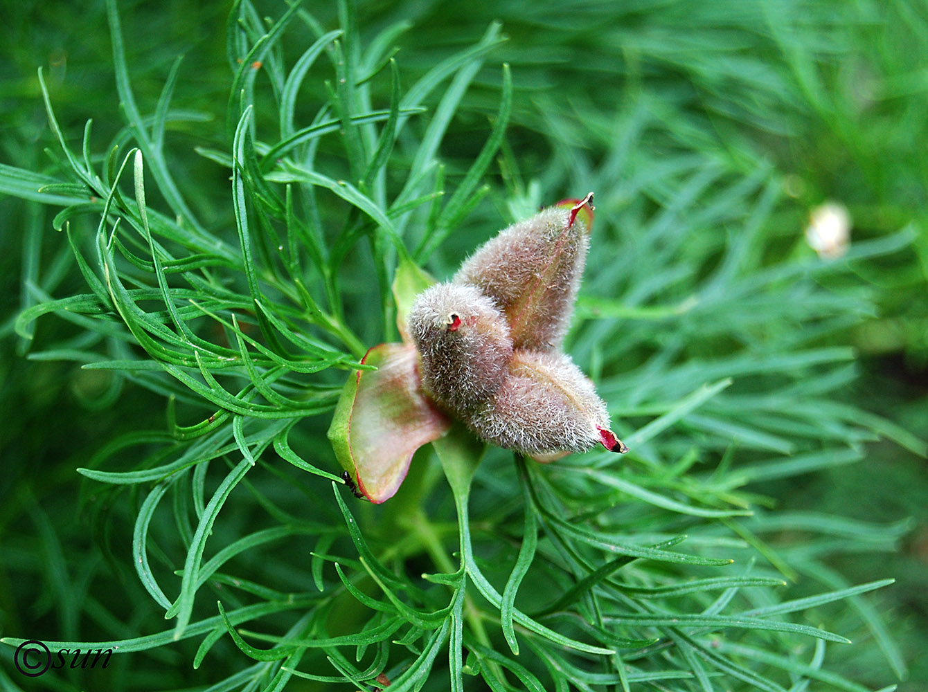 Image of Paeonia tenuifolia specimen.