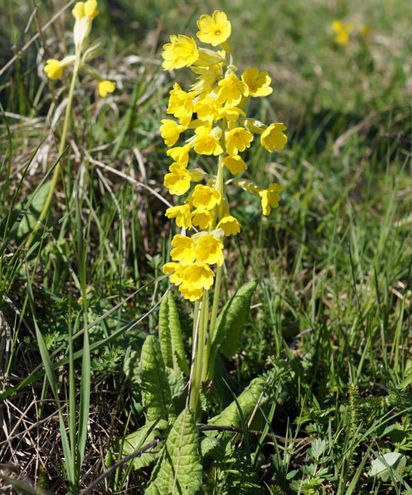 Image of Primula macrocalyx specimen.